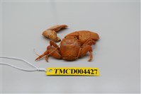 藏品(哈氏岩瓷蟹)的圖片